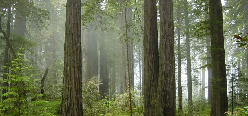 redwood national park fog in the forest